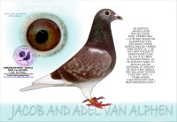 26-8574732 JAN BULLENS/ RED BULLENS HEN