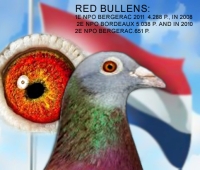 26-8348797 RED BULLENS HEN