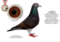20-1063981 JEF VAN WANROY "JEFFY". TOP BREEDER